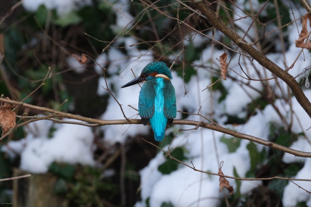 Martin pêcher d'Europe, Fujifim XT-5  (600g) et 150-600mm à 600mm (1600g)
